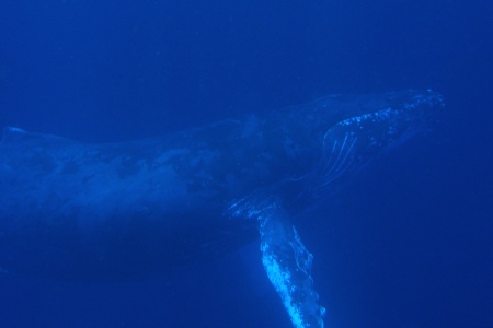 水中ザトウクジラ